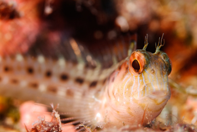 Gros plans de la faune sous-marine du Golfe du Mexique au large du Texas. Photographies par Amar Guillen.