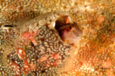 Gros plans de la faune sous-marine du Golfe du Mexique au large du Texas. Photographies par Amar Guillen.
