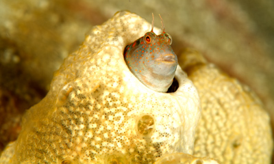 Gros plans de la faune sous-marine du Golfe du Mexique au large du Texas. Photographies par Amar Guillen.