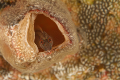 Gros plans de la faune sous-marine du Golfe du Mexique au large du Texas. Photographies par Amar Guillen.