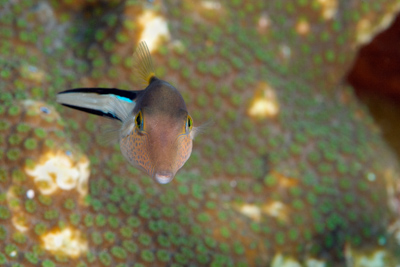 Gros plans de la faune sous-marine du Golfe du Mexique au large du Texas. Photographies par Amar Guillen.