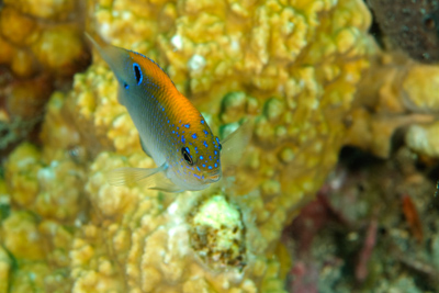 Underwater close-up photographs of the Gulf of Mexico off the coast of Texas. Photographs by Amar Guillen.