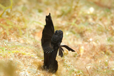 Underwater close-up photographs of the Gulf of Mexico off the coast of Texas. Photographs by Amar Guillen.