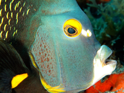 Underwater close-up photographs of the Gulf of Mexico off the coast of Texas. Photographs by Amar Guillen.