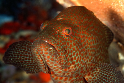 Underwater close-up photographs of the Gulf of Mexico off the coast of Texas. Photographs by Amar Guillen.