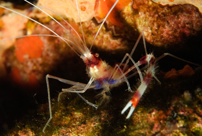 Underwater close-up photographs of the Gulf of Mexico off the coast of Texas. Photographs by Amar Guillen.