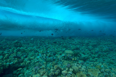 Paysages sous-marins proches de la surface. Photographies par Amar Guillen.