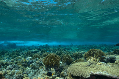 Paysages sous-marins proches de la surface. Photographies par Amar Guillen.