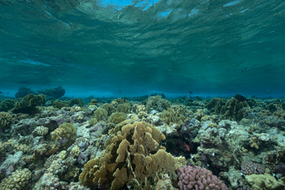 Paysages sous-marins proches de la surface. Photographies par Amar Guillen.