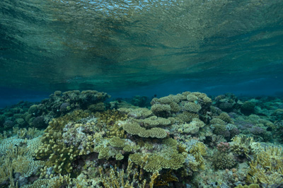 Paysages sous-marins proches de la surface. Photographies par Amar Guillen.