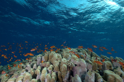 Paysages sous-marins proches de la surface. Photographies par Amar Guillen.