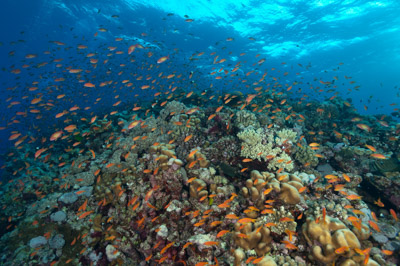 Paysages sous-marins proches de la surface. Photographies par Amar Guillen.