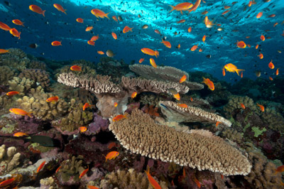 Paysages sous-marins proches de la surface. Photographies par Amar Guillen.