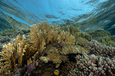 Paysages sous-marins proches de la surface. Photographies par Amar Guillen.