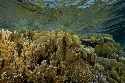 Paysages sous-marins proches de la surface. Photographies par Amar Guillen.