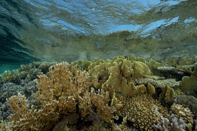Paysages sous-marins proches de la surface. Photographies par Amar Guillen.