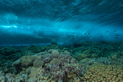 Paysages sous-marins proches de la surface. Photographies par Amar Guillen.