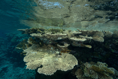 Paysages sous-marins proches de la surface. Photographies par Amar Guillen.