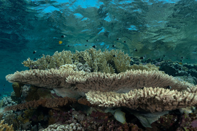 Paysages sous-marins proches de la surface. Photographies par Amar Guillen.