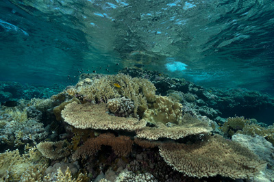 Paysages sous-marins proches de la surface. Photographies par Amar Guillen.