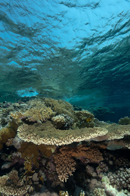 Paysages sous-marins proches de la surface. Photographies par Amar Guillen.