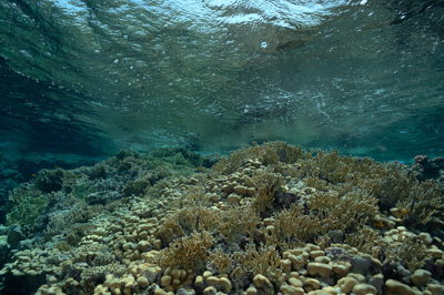 Paysages sous-marins proches de la surface. Photographies par Amar Guillen.