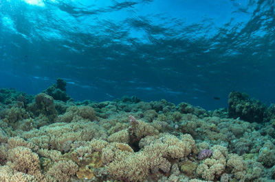 Paysages sous-marins proches de la surface. Photographies par Amar Guillen.
