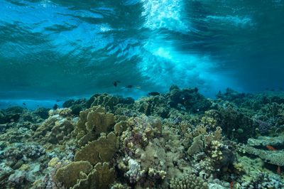 Paysages sous-marins proches de la surface. Photographies par Amar Guillen.