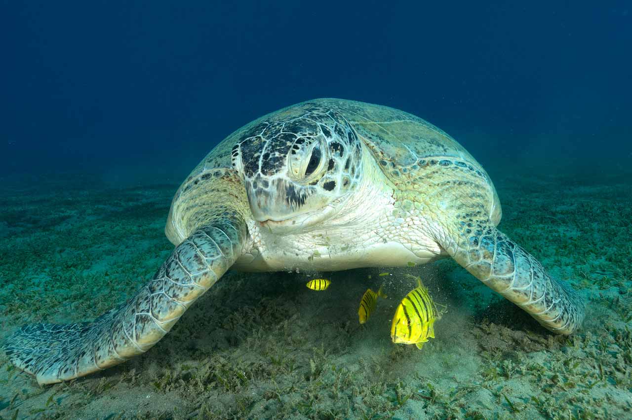 A turtle accompanied by pilot fish and grazing a herbarium. Photo taken during a dive from the shore of the Red Sea.