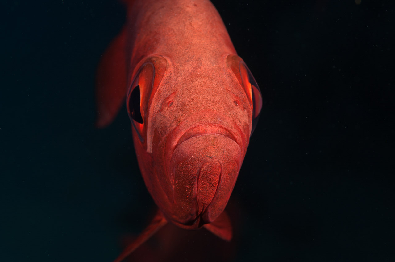 Un poisson soldat. Photo prise à Marsa Nakari durant une plongée depuis le bord de la Mer Rouge.