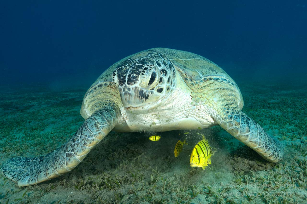 Une tortue accompagnée par des carangues en train de brouter un herbier. Photo prise  durant une plongée depuis le bord de la Mer Rouge.
