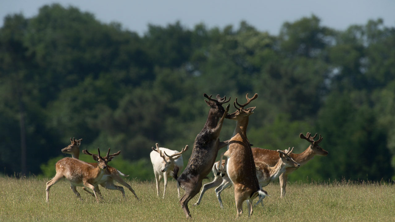 Boxing match between two fallow  deers in spring.