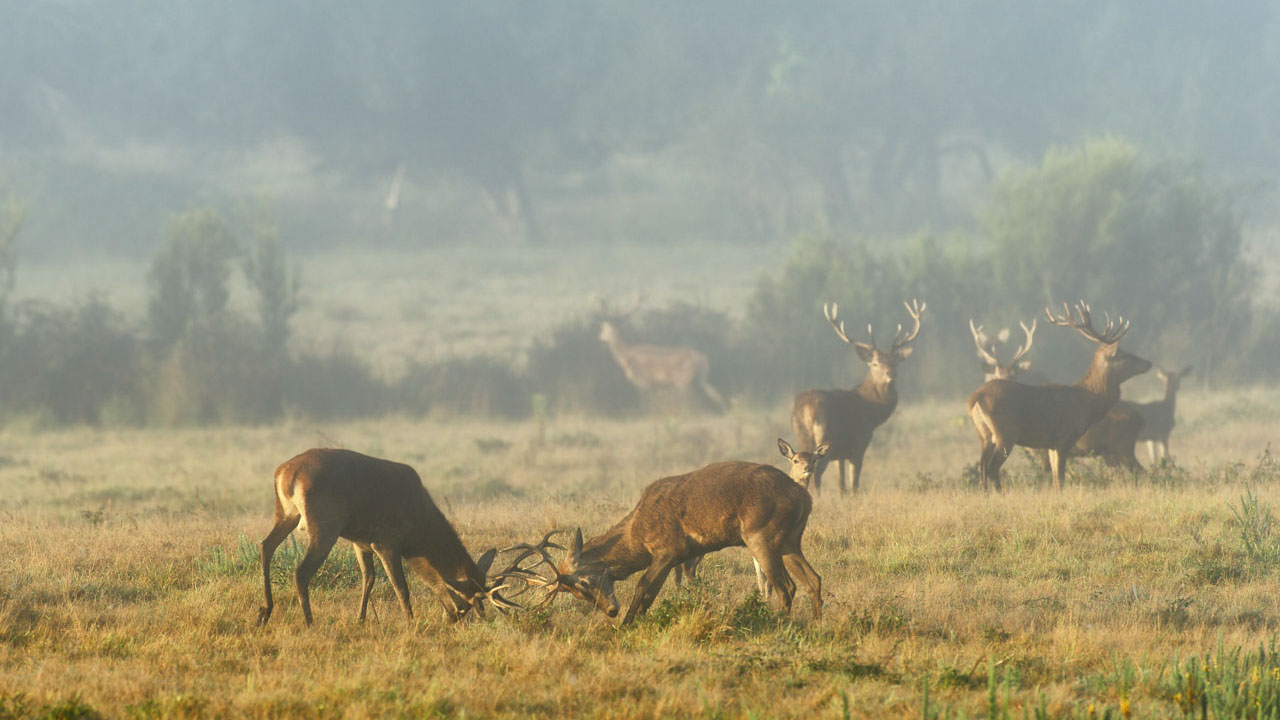 The fights between red deers durint the rut season can be very violent.
