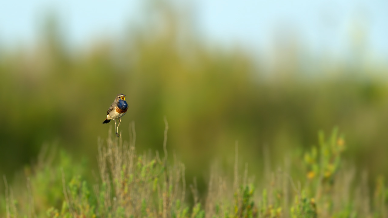 A male bluethroat bird singing in a wetland of Charente-Maritime in France.