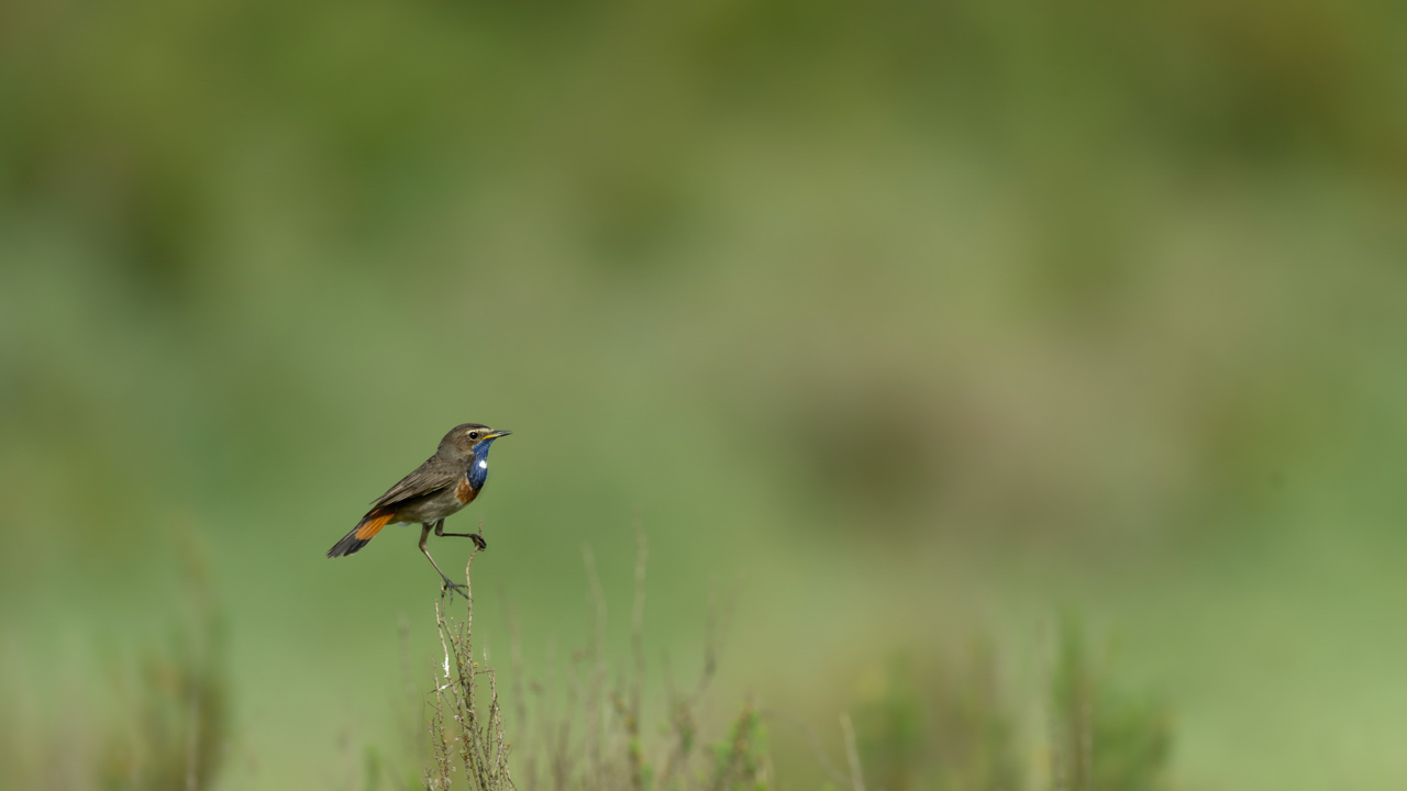 Un gorgebleue à miroir mâle  dans une zone humide de la Charente-Maritime.