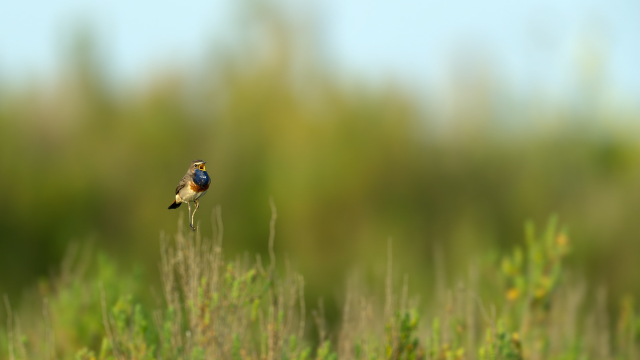 Un gorgebleue à miroir mâle  dans une zone humide de la Charente-Maritime.