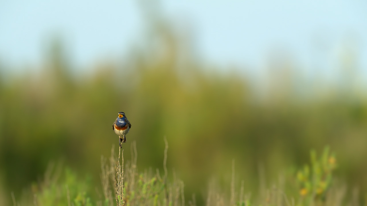 Un gorgebleue à miroir mâle  dans une zone humide de la Charente-Maritime.