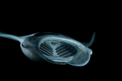 Photographs of ballets of manta rays at night in Maldives