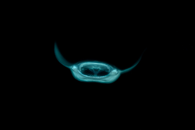 Photographs of ballets of manta rays at night in Maldives