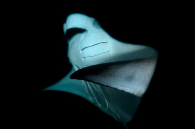 Photographies de ballets de raies manta de nuit aux Maldives