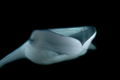 Photographies de ballets de raies manta de nuit aux Maldives