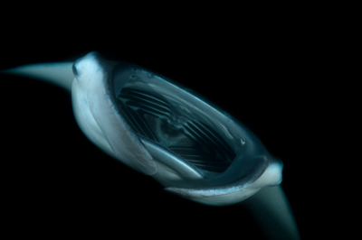 Photographies de ballets de raies manta de nuit aux Maldives