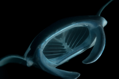 Photographies de ballets de raies manta de nuit aux Maldives