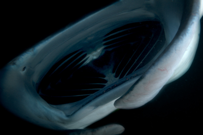 Photographies de ballets de raies manta de nuit aux Maldives