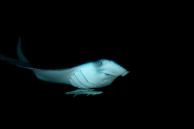 Photographies de ballets de raies manta de nuit aux Maldives