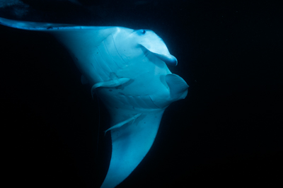 Photographies de ballets de raies manta de nuit aux Maldives