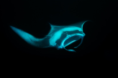 Photographies de ballets de raies manta de nuit aux Maldives