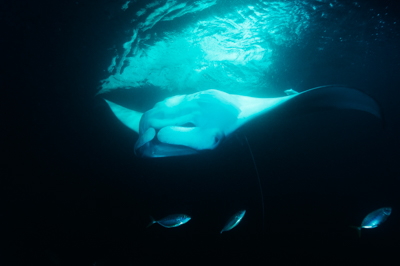 Photographies de ballets de raies manta de nuit aux Maldives