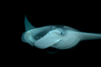 Photographies de ballets de raies manta de nuit aux Maldives