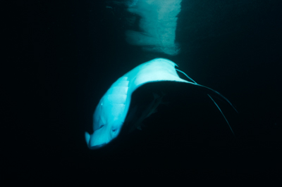 Photographies de ballets de raies manta de nuit aux Maldives